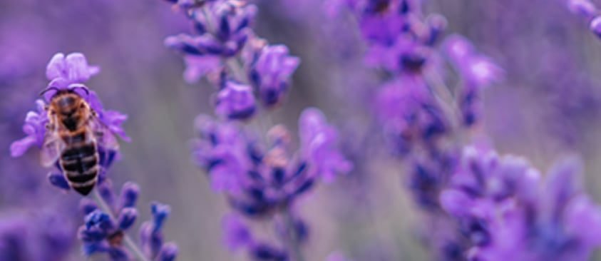 Aroma Therapy