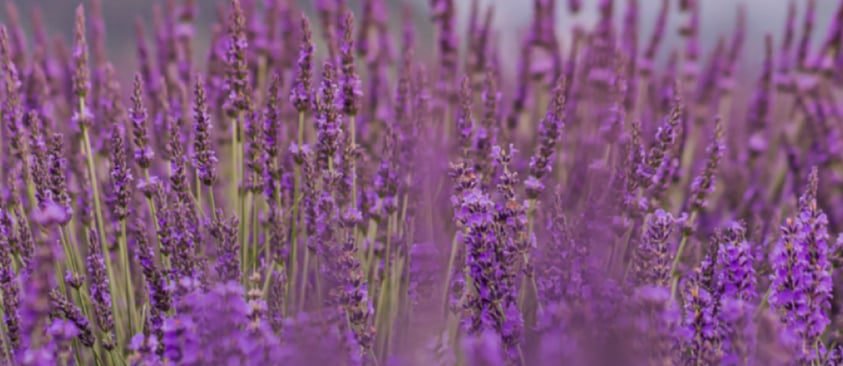 Aroma Therapy